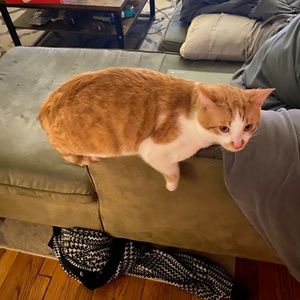 Meet your Posher, Bell